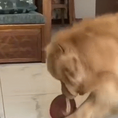 Fanyil™ Interactive Squeaky Dog Ball Toy